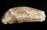 Archaeocete (Primitive Whale) Tooth - Basilosaur #11427-1